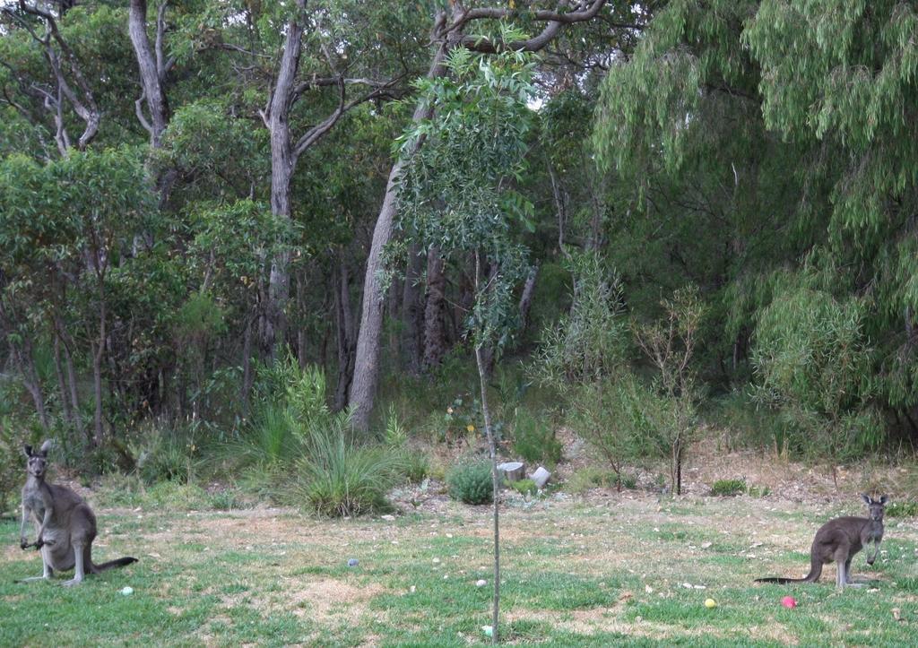 Margaret River Bed & Breakfast Buitenkant foto